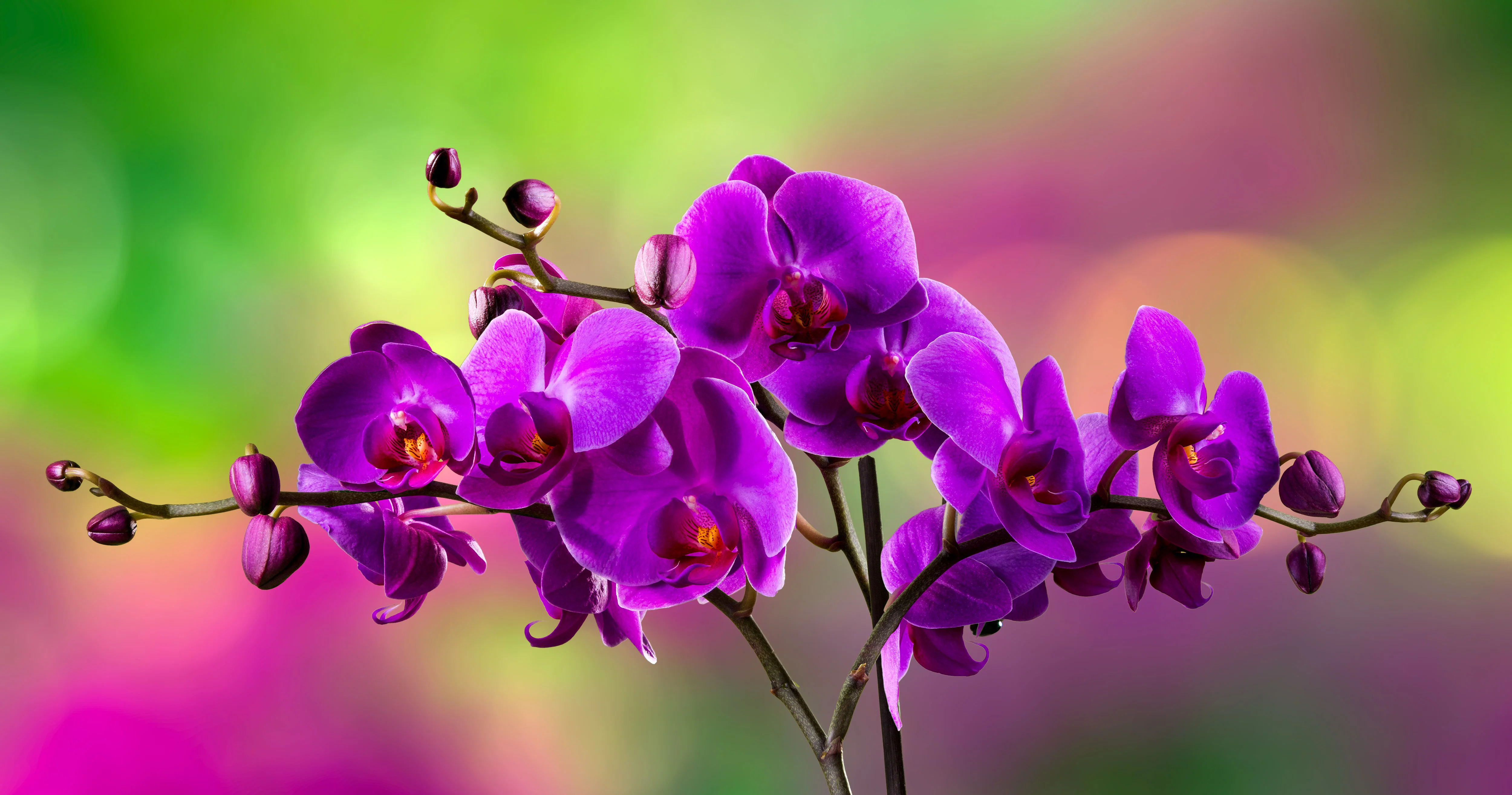 Orchid Dental Care